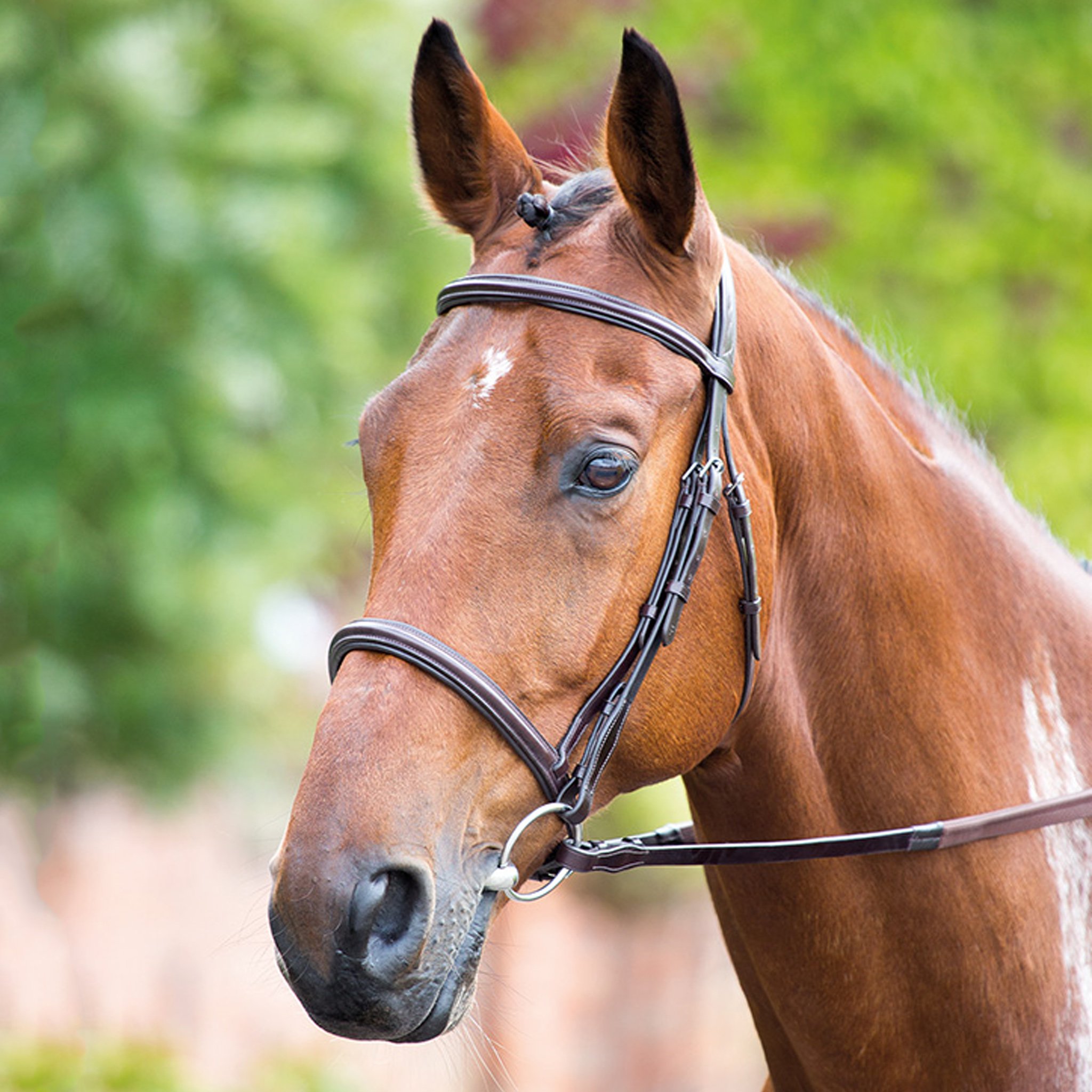 Shires Aviemore Raised Cavesson Bridle 5000 Havana And Black – The ...